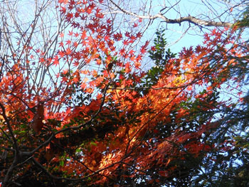 180111_iroha_k03.jpg