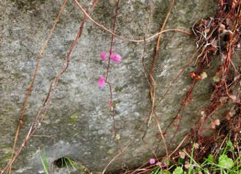 180111_kakidosi1.jpg