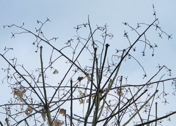 180115_aogiri.jpg