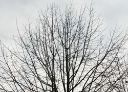 180115_kobusi1.jpg