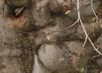 180115_kobusi2.jpg