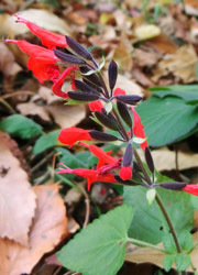 180116_sage.jpg