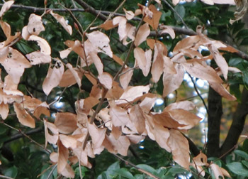 180116_yamakobasi.jpg