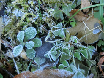 180117_frost1.jpg