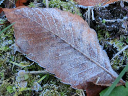 180117_frost2.jpg