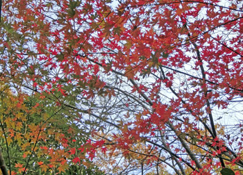 180117_iroha_k1.jpg