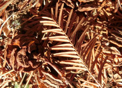 180122_metasequoia4.jpg