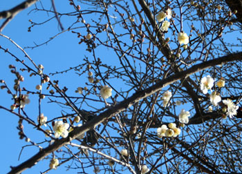 180122_ume02.jpg