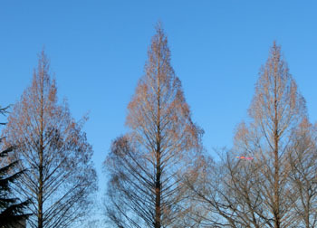 180127_metasequoia1.jpg