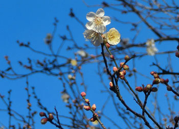 180127_ume4.jpg
