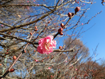 180129_ume3.jpg