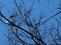 180130_mukunoki2.jpg