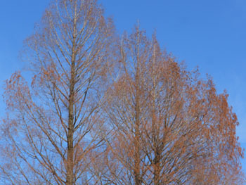 180131_metasequoia.jpg