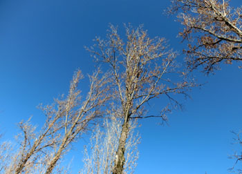 180203_k_poplar.jpg