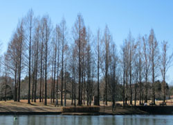 180204_meta_raku.jpg