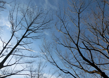 180205_mizuk_saku.jpg