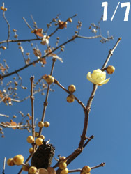 180206_robai1.jpg