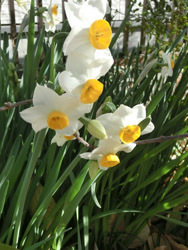 180206_suisen.jpg