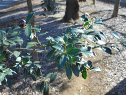 180212_inutuge.jpg