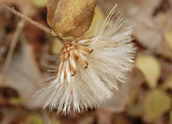 180212_koyaboki3.jpg