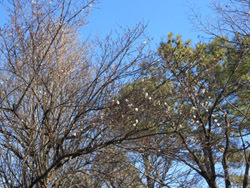 180213_ume11.jpg