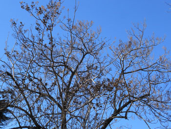 180215_kiri.jpg