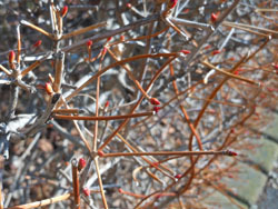 180218_dodan_t.jpg