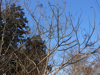 180218_kusagi1.jpg