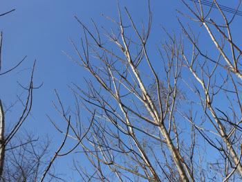 180218_n_urusi.jpg