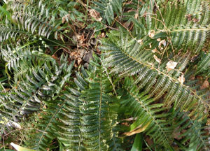 180219_inode.jpg