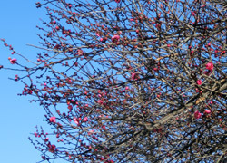 180224_ume01.jpg
