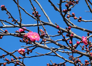 180224_ume03.jpg