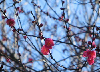 180224_ume04.jpg