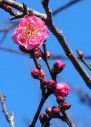 180224_ume05.jpg