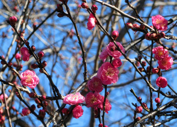 180224_ume06.jpg