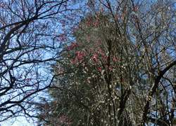 180224_ume07.jpg