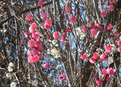 180224_ume08.jpg