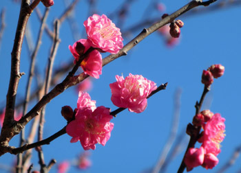 180224_ume14.jpg