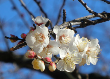 180225_ume04.jpg