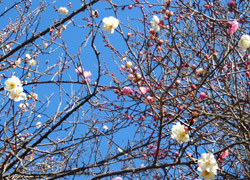 180225_ume06.jpg