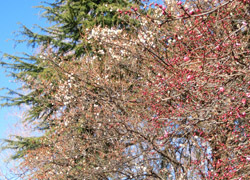 180225_ume09.jpg