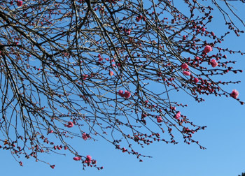 180225_ume10.jpg