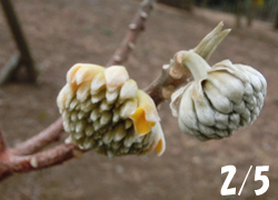 180228_mitumata1.jpg