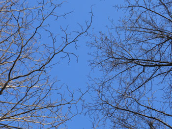 180228_mizu_kobu.jpg