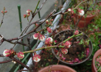 180228_ume.jpg