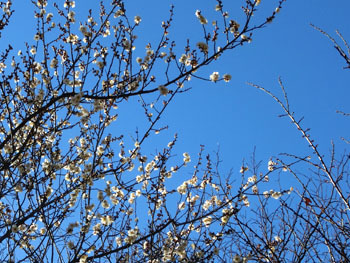 180301_ume02.jpg
