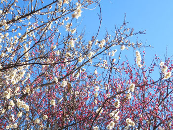 180301_ume05.jpg