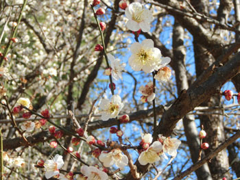 180301_ume11.jpg