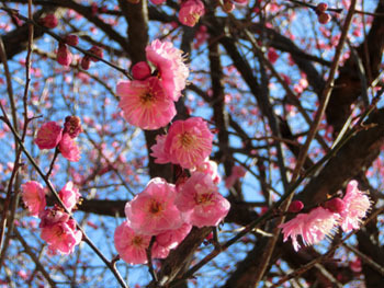 180301_ume13.jpg