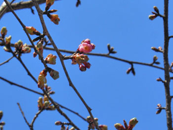 180307_kawadu_z1.jpg